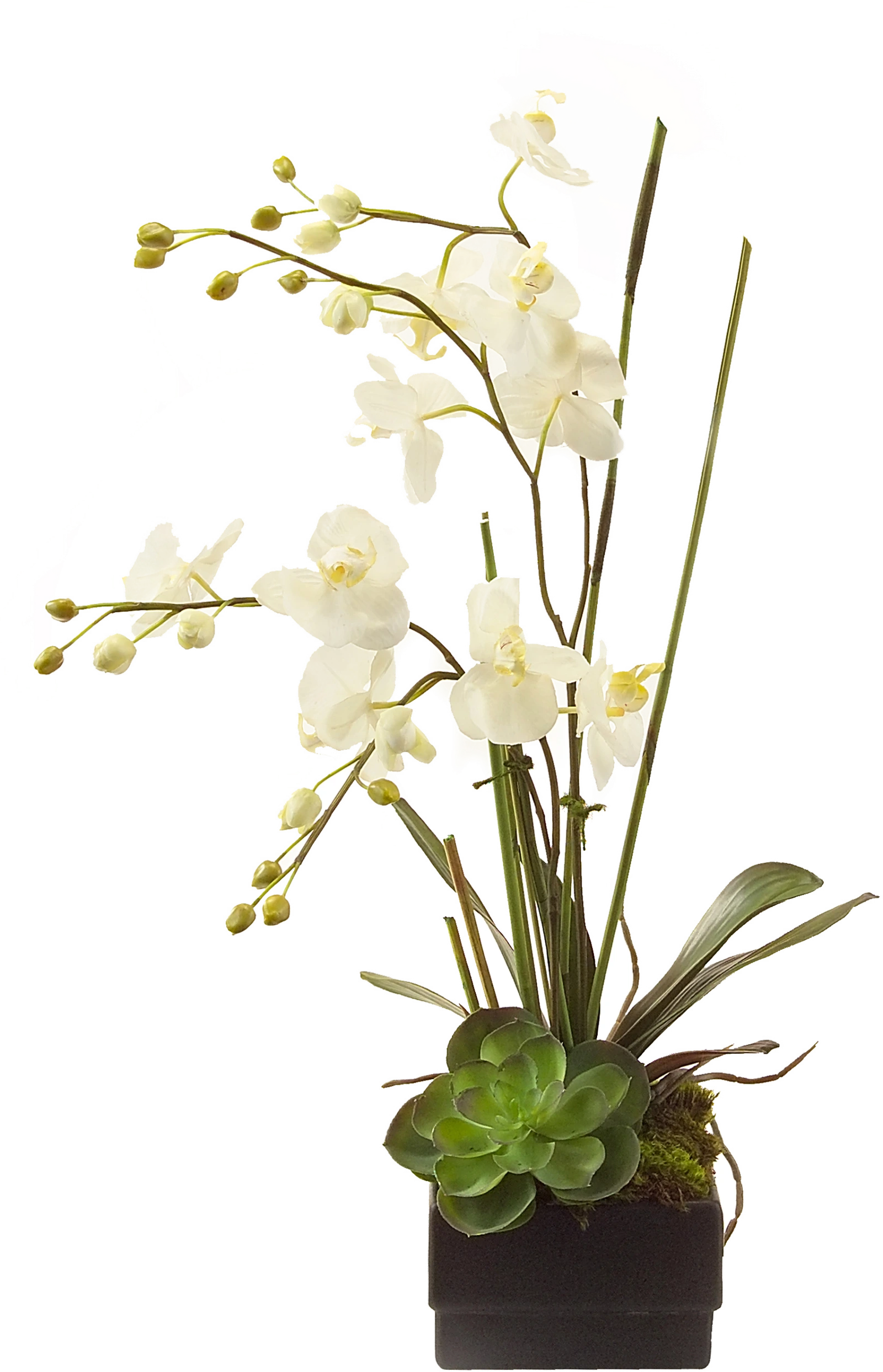 Phalaenopsis orchid, black cube, fabric, silk